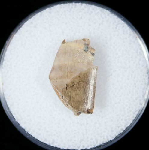 Tyrannosaurid Tooth Fragment - Montana #15202